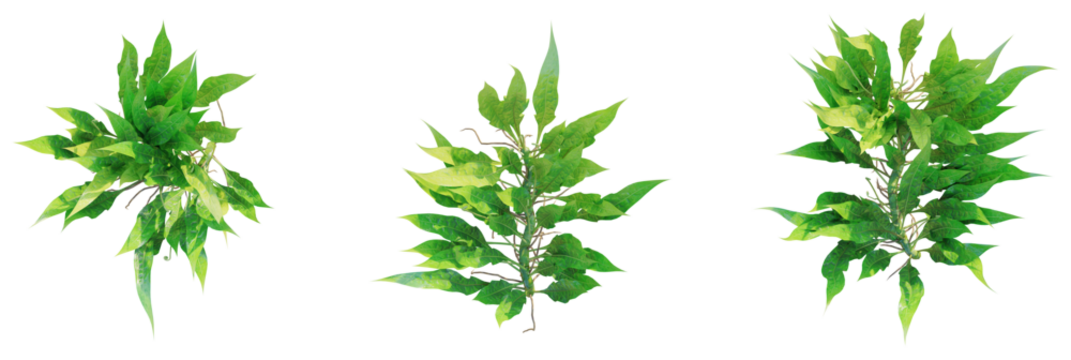 Microsorum pteropus tree plan, top view, cutout, transparent background, isolate, Vibrant green foliage branches with delicate stems, perfect for nature projects