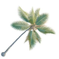 Cocos nucifer tree plan, top view, cutout, transparent background, isolate, Vibrant palm fronds sway gently overhead, evoking tropical paradise.