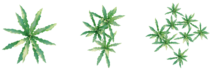 Pogostemon helferi tree plan, top view, cutout, transparent background, isolate, Vibrant green foliage clusters arranged for modern design projects