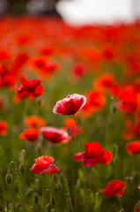 Vibrant red poppy flowers blooming in summer sunlight field