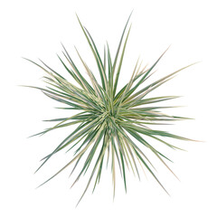 Fototapeta premium Carex morrowii Ice Dance tree plan, top view, cutout, transparent background, isolate, Variegated Yucca plant top view, fresh green leaves with cream stripes, natural