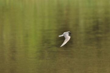 A black tern flying over the river and hunting for insects and small fish swimming in the water.