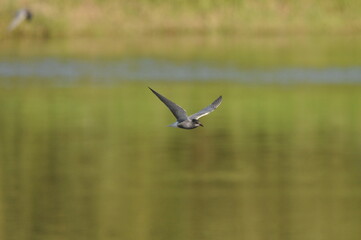 A black tern flying over the river and hunting for insects and small fish swimming in the water. © TRINGA