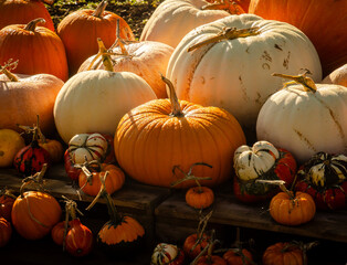 pumpkins and gourds