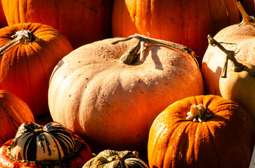 pumpkin and pumpkins