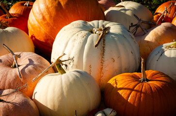 pumpkins on the ground