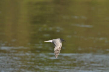 A black tern flying over the river and hunting for insects and small fish swimming in the water. © TRINGA