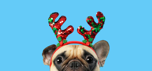 Cute French bulldog in reindeer horns on blue background. Christmas celebration © Pixel-Shot