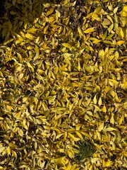 yellow leaves background