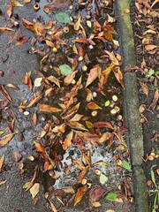 leaves on the ground