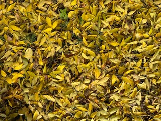 yellow leaves