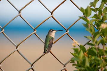 Ruby-Throated Hummingbird