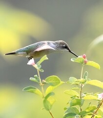 Ruby-Throated Hummingbird