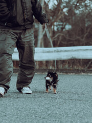 犬の散歩をフィルム風に撮影