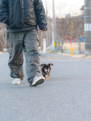 走っていて耳がパタパタしているミニチュアダックスフンド
