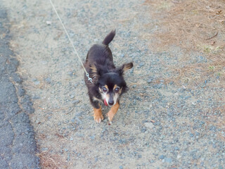 走るチワックス