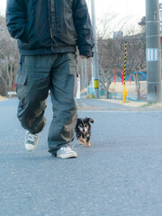 飛び跳ねるように走るミニチュアダックスフンド