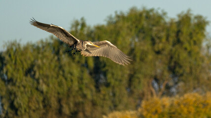 A large Grey Heron (Ardea cinerea) in powerful flight, wings fully extended as it flies low over a bright green and yellow wetland area with dense foliage. Dynamic motion and natural habitat.
