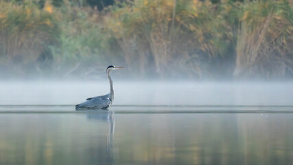 A Grey Heron (Ardea cinerea) stands deep in misty, reflective water against a backdrop of golden reeds and morning fog.
