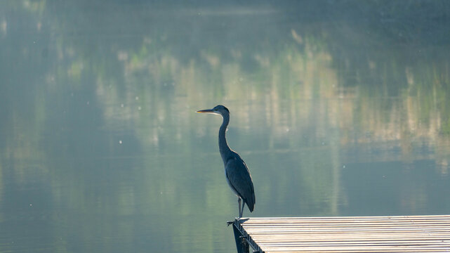 Full length view of a Grey Heron (Ardea cinerea) standing on the edge of a wooden dock or pier, silhouetted by the glowing mist over a tranquil lake at dawn.