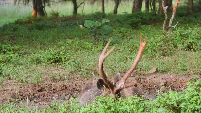 full shot of wild adult male sambar deer rusa unicolor with long antlers wallow to lie and roll around in mud water in order to keep cool or for pleasure during rut season in green forest safari india