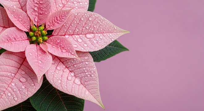 Pink poinsettia flower with water droplets close up photo