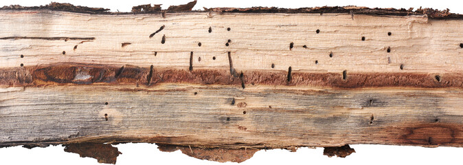 close-up of split wood log with insect damage, light-colored grain surface riddled with dark bore holes and tunnels, concepts of pest infestation and wood decay, isolated white background