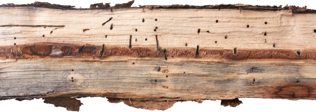 close-up of split wood log with insect damage, light-colored grain surface riddled with dark bore holes and tunnels, concepts of pest infestation and wood decay, isolated white background