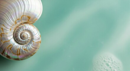 Nautilus shell close up sea life aquatic ocean background