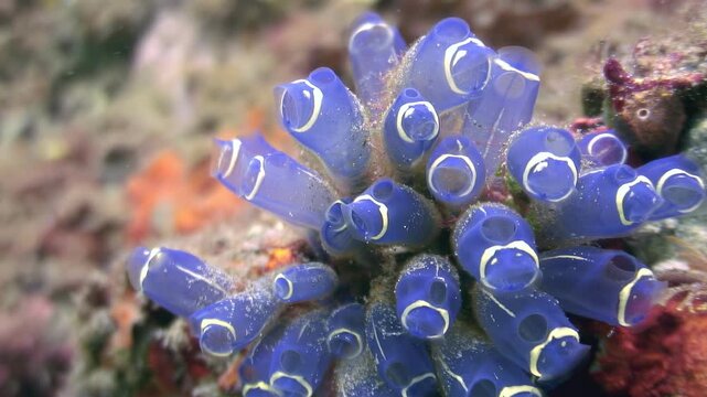 Explore the beauty of the underwater world near the Philippines. Observe vibrant blue ascidians, also known as sea squirts, clinging to the reef on a bright day.