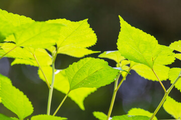 秋の森　日差しで草の葉が輝く02