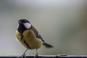 Curious Observer: A Great Tit Perched on a Rainy Autumn Day