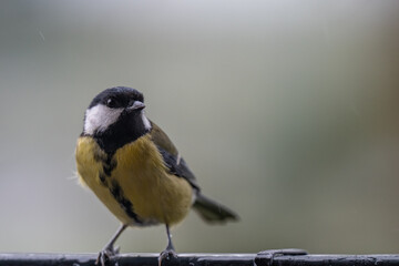Curious Observer: A Great Tit Perched on a Rainy Autumn Day