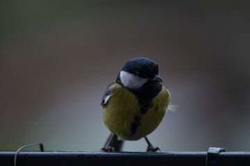 A Splash of Yellow: Intimate Portrait of a Great Tit on an Overcast Day