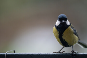 Autumn Watcher: Portrait of a Great Tit with Ample Copy Space