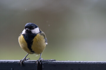 Autumn Watcher: Portrait of a Great Tit with Ample Copy Space