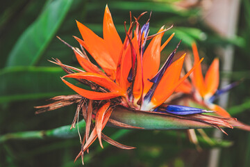 Bird of paradise flower with its striking orange and blue petals resembling a tropical bird in flight. Unique bloom stands out against green background of foliage, showcasing details and colors