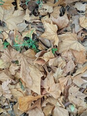 Fondo con textura de hojas caídas de árbol. Vista de cerca de hojas secas de árbol 