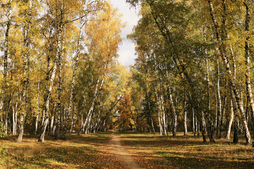 Autumn birch grove, yellow leaves, green leaves, fall forest, scenic landscape.