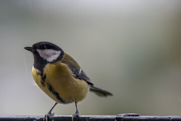 Curious Observer: A Great Tit Perched on a Rainy Autumn Day