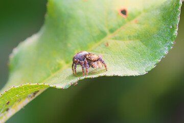 葉の上で獲物を待つハエトリグモ
