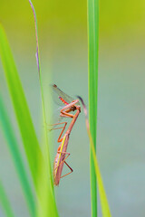 アキアカネを捕食するオオカマキリ
