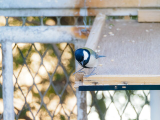 下を見ているシジュウカラ