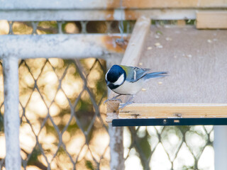 首を傾げたシジュウカラ