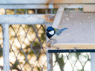 餌場にやってきたシジュウカラ