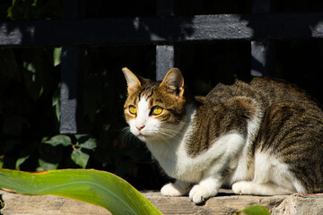 Close-up Portrait of a Tabby Cat with Intense Golden Eyes in Sunlight