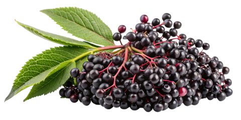 Ripe elderberries with green leaves isolated on a deep black background for natural health and culinary uses