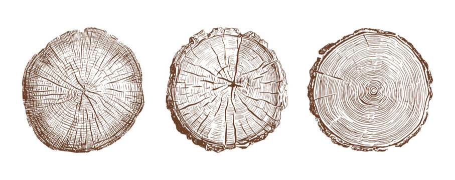 Vector illustration set of detailed wood texture cross sections showing tree rings, natural growth patterns, forest elements and organic structure for eco design and environmental concepts