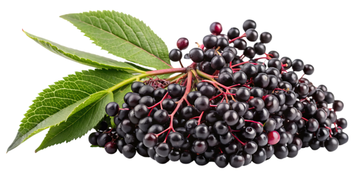 Ripe elderberries with green leaves isolated on a deep black background for natural health and culinary uses