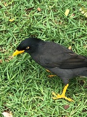 blackbird in the grass
